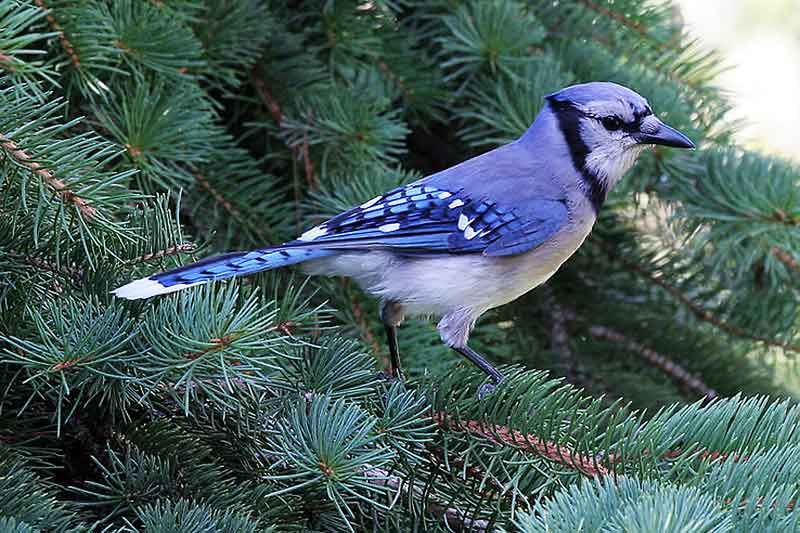 Toronto Blue Jay spotted in Stoney Creek Ontario